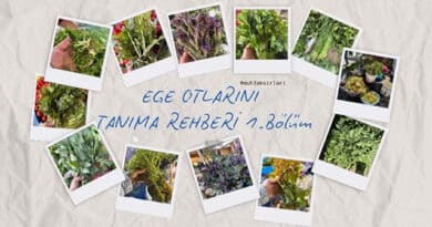 Ege Otlarını Tanıma Rehberi 1.Bölüm tarifi